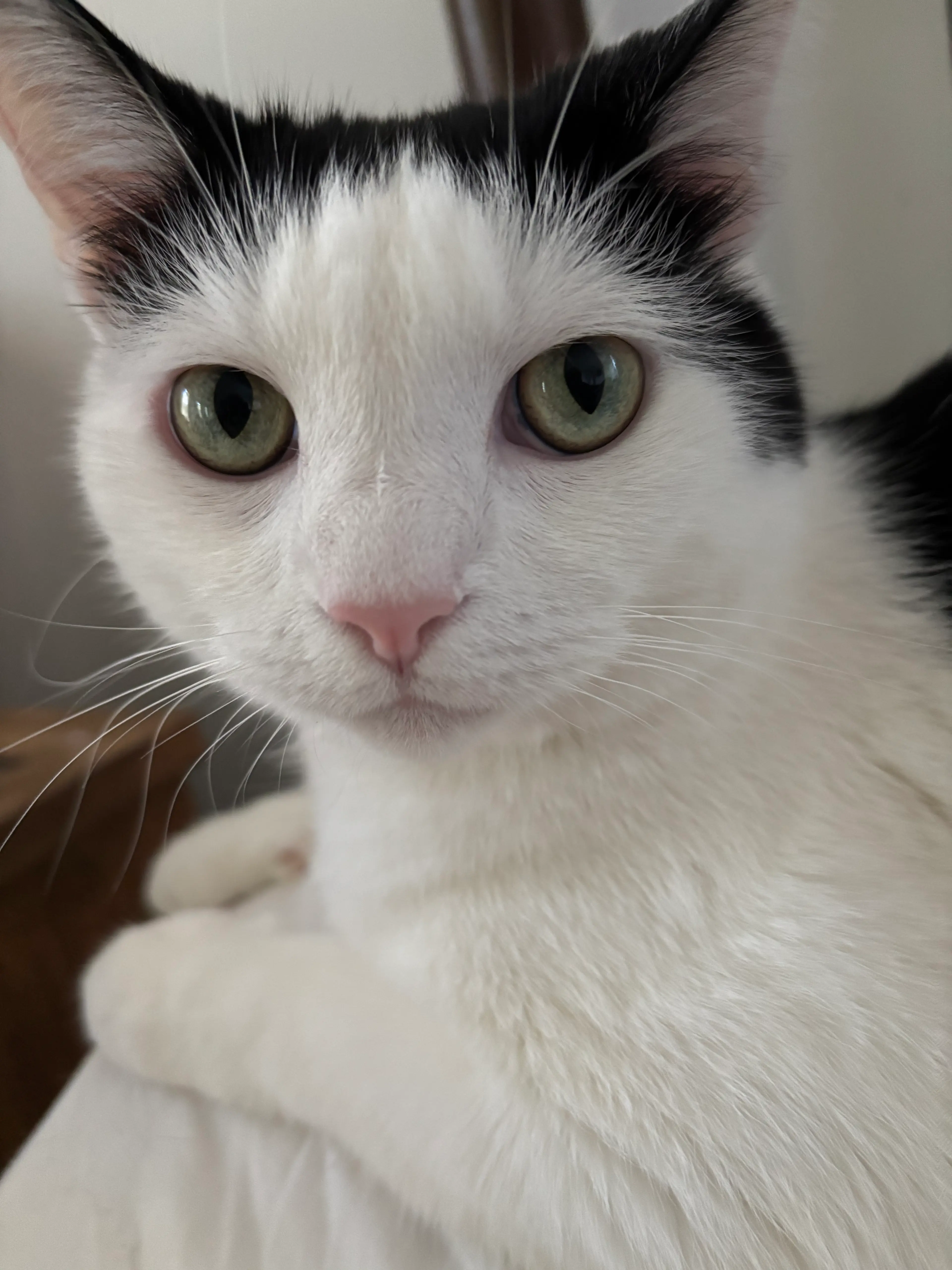 Cat photo