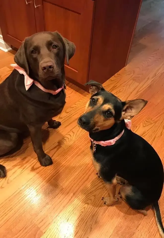 Dogs photo