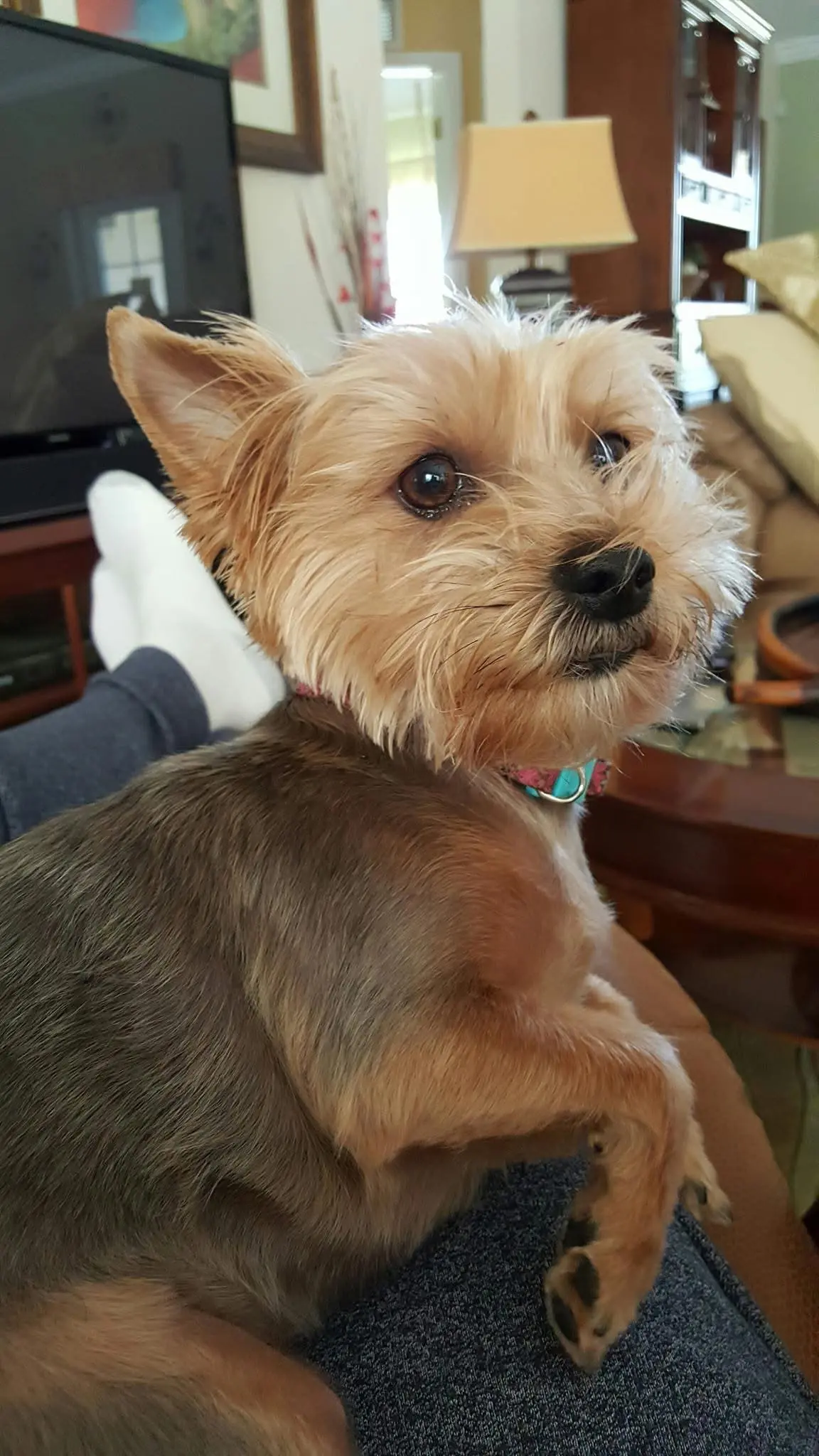 Yorkie photo